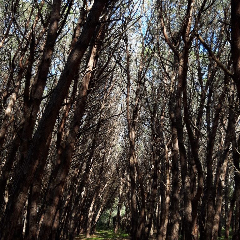 nicotera pineta 768x768